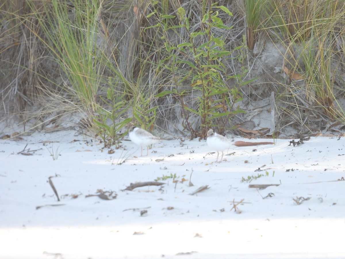 Hooded Plover - Michael Wu