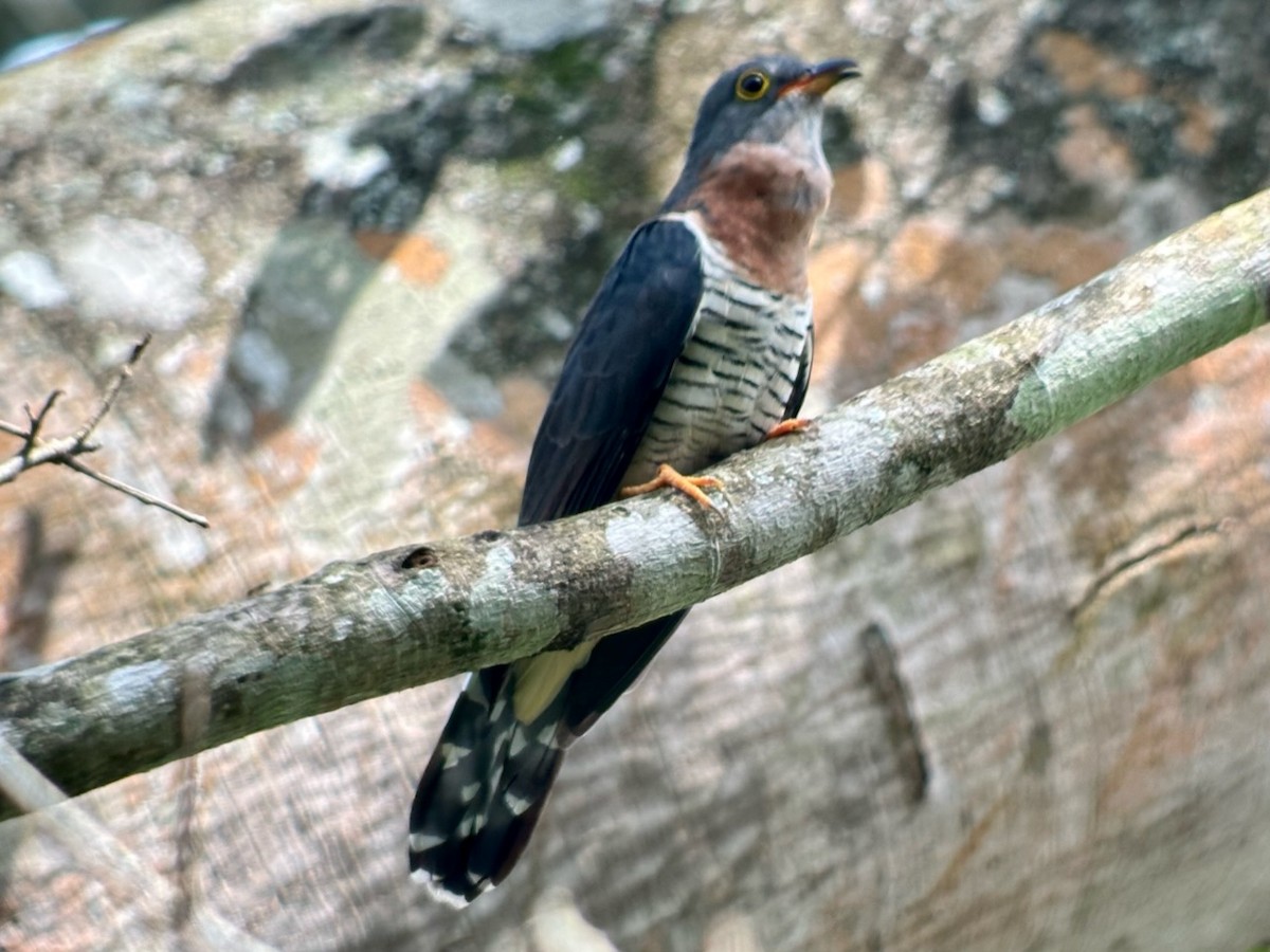 Red-chested Cuckoo - ML613159170