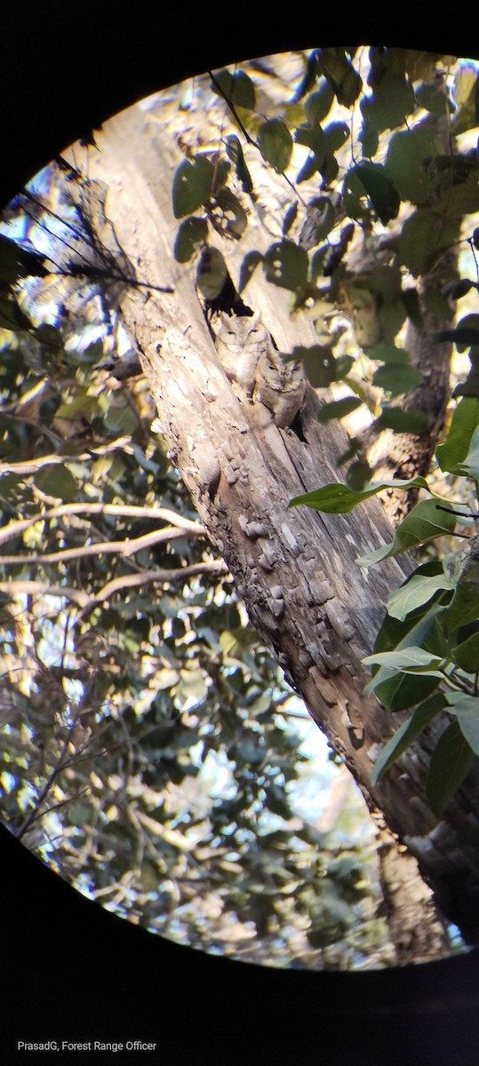 Indian Scops-Owl - ML613159188