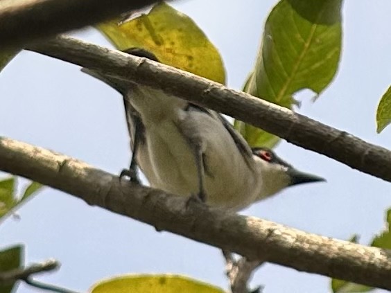 Gambia-Schneeballwürger - ML613159209