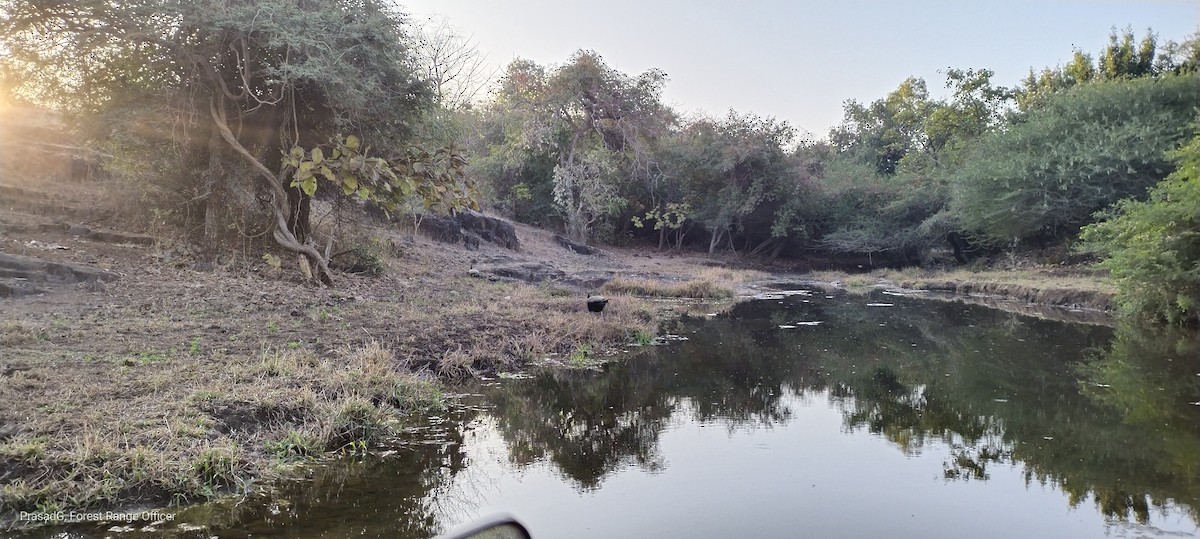 Red-naped Ibis - ML613159211