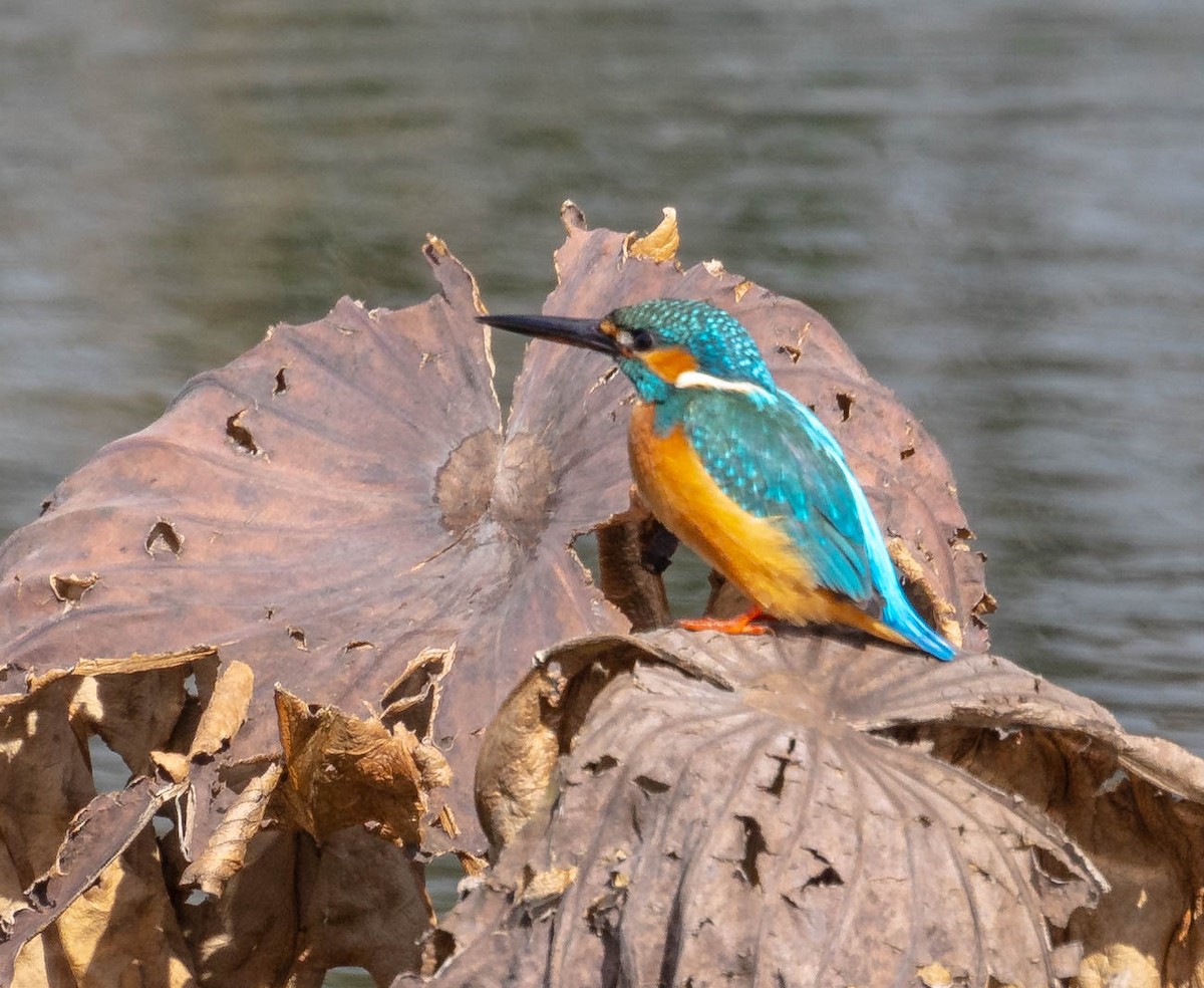 Martin-pêcheur d'Europe - ML613159224