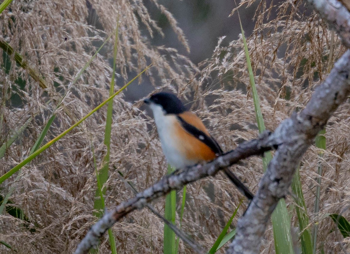 Long-tailed Shrike - ML613159230