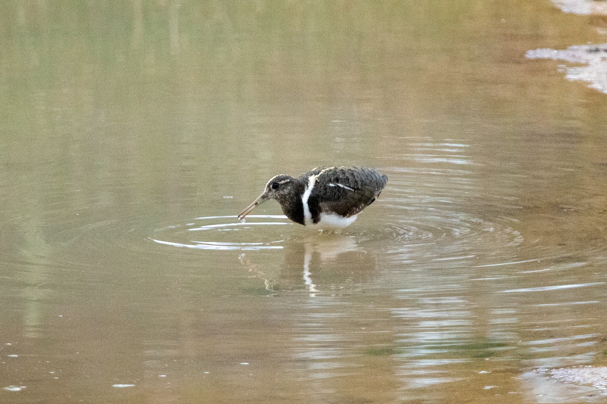 Australian Painted-Snipe - Matt Turtles