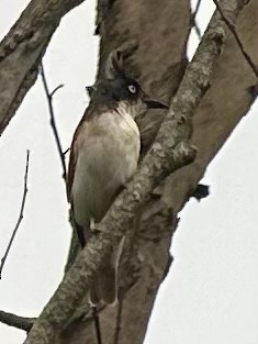 Black-and-white Shrike-flycatcher - ML613159279