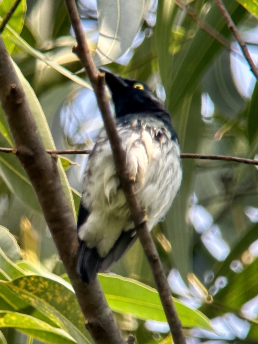 Black-and-white Shrike-flycatcher - ML613159280