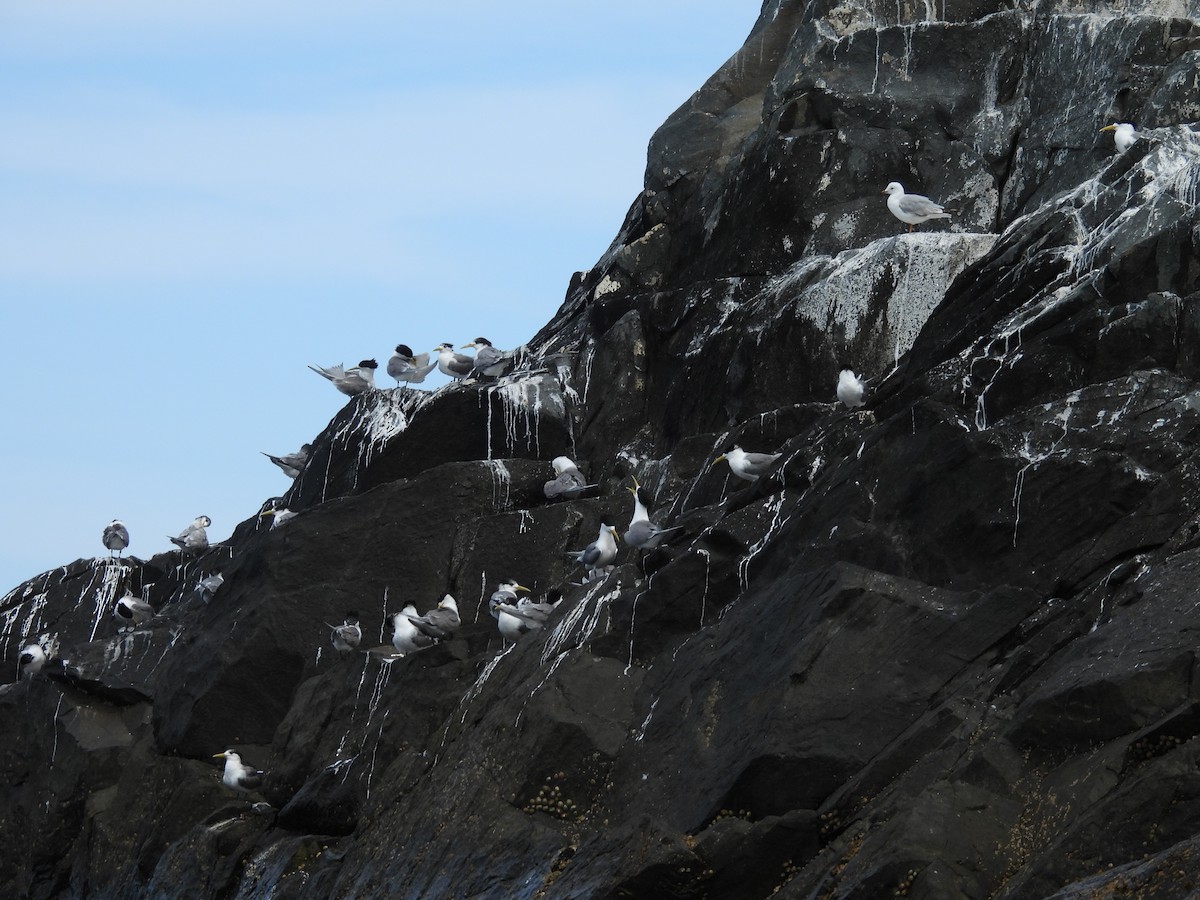 Great Crested Tern - ML613159335