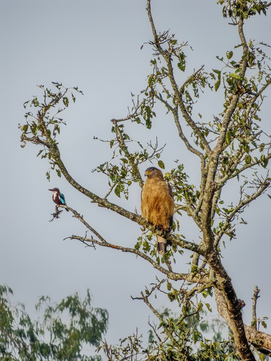 Haubenschlangenadler - ML613159439