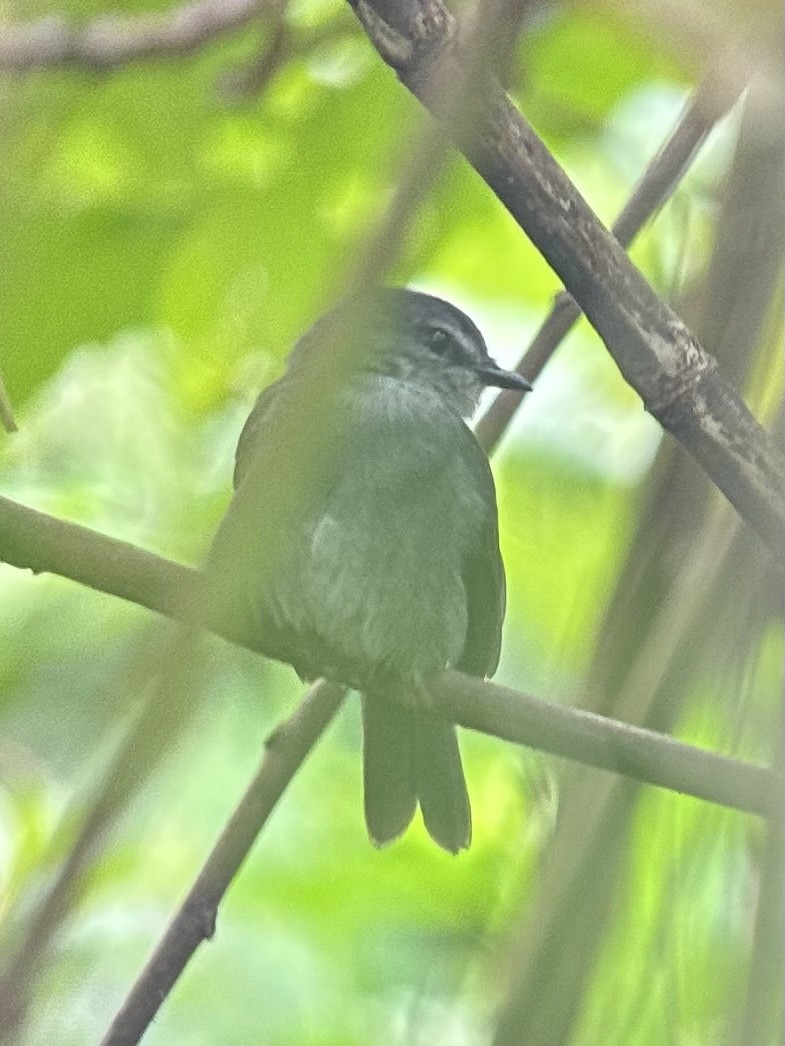 African Dusky Flycatcher - ML613159459