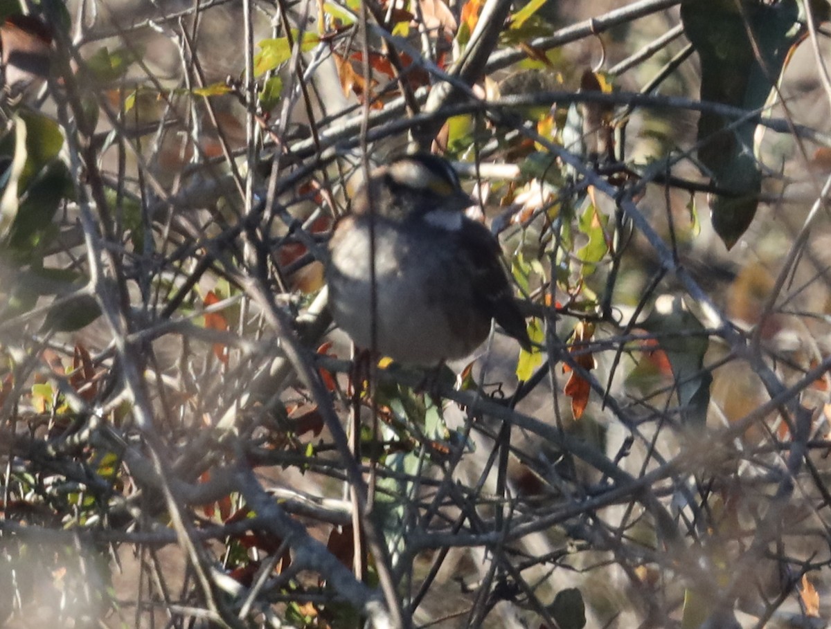 White-throated Sparrow - Daphne Asbell