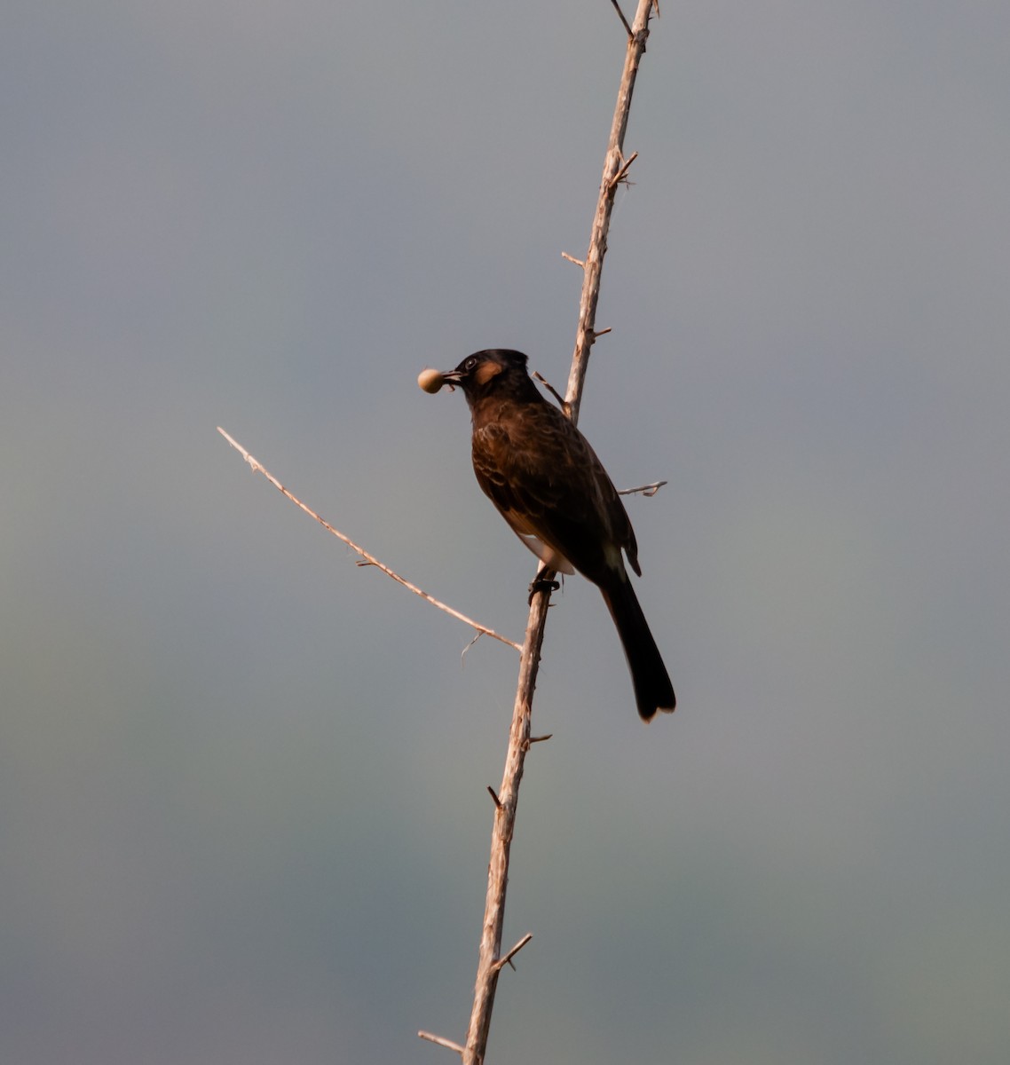 Red-vented Bulbul - ML613159521