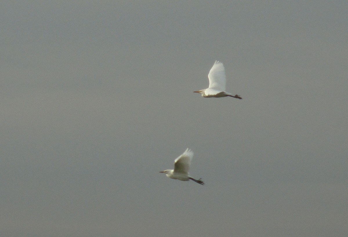 Western Cattle-Egret - ML613159522