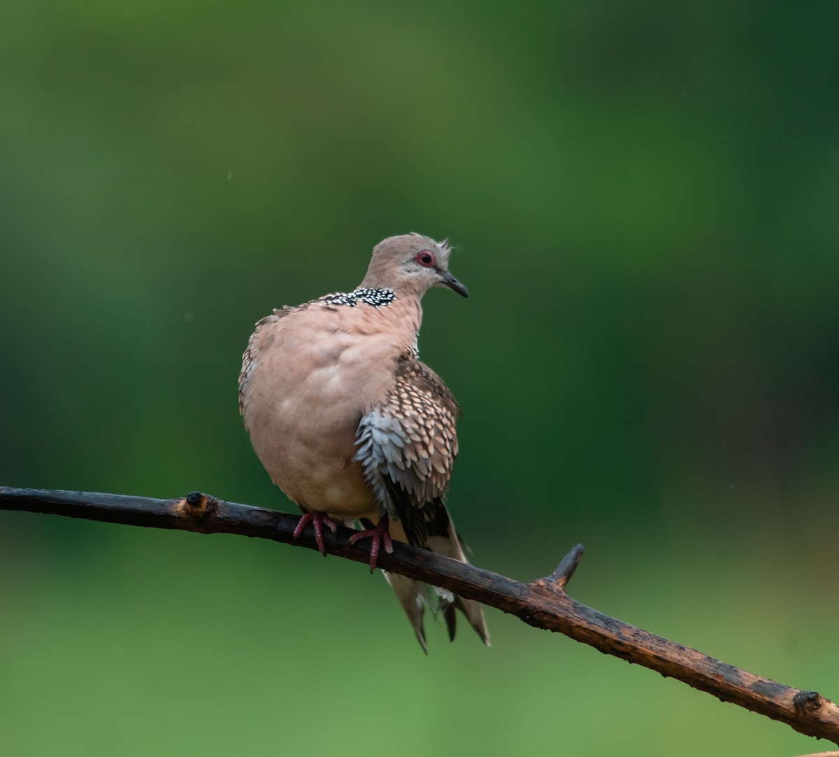 Spotted Dove - ML613159542