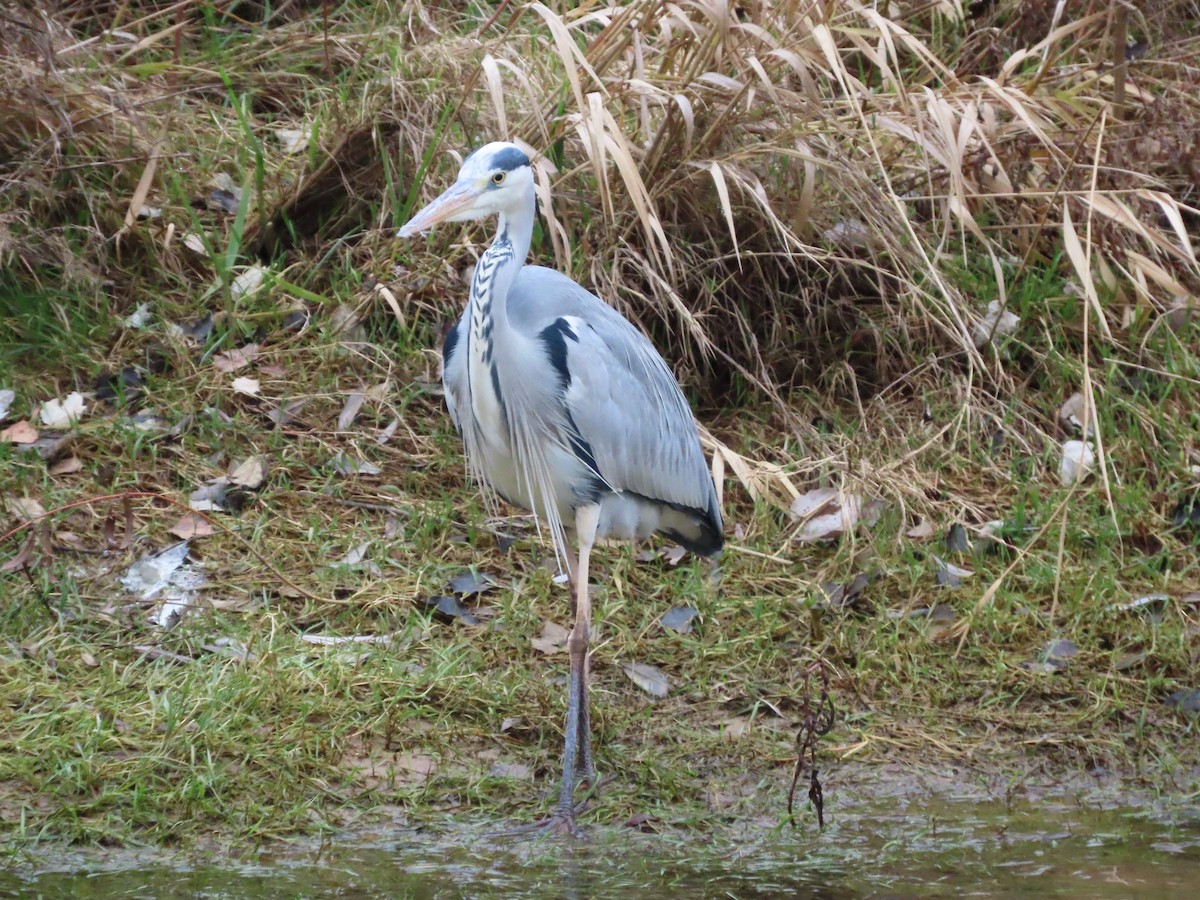 Gray Heron - ML613159589