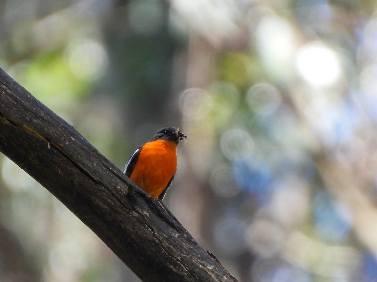 Flame Robin - Jax Chen