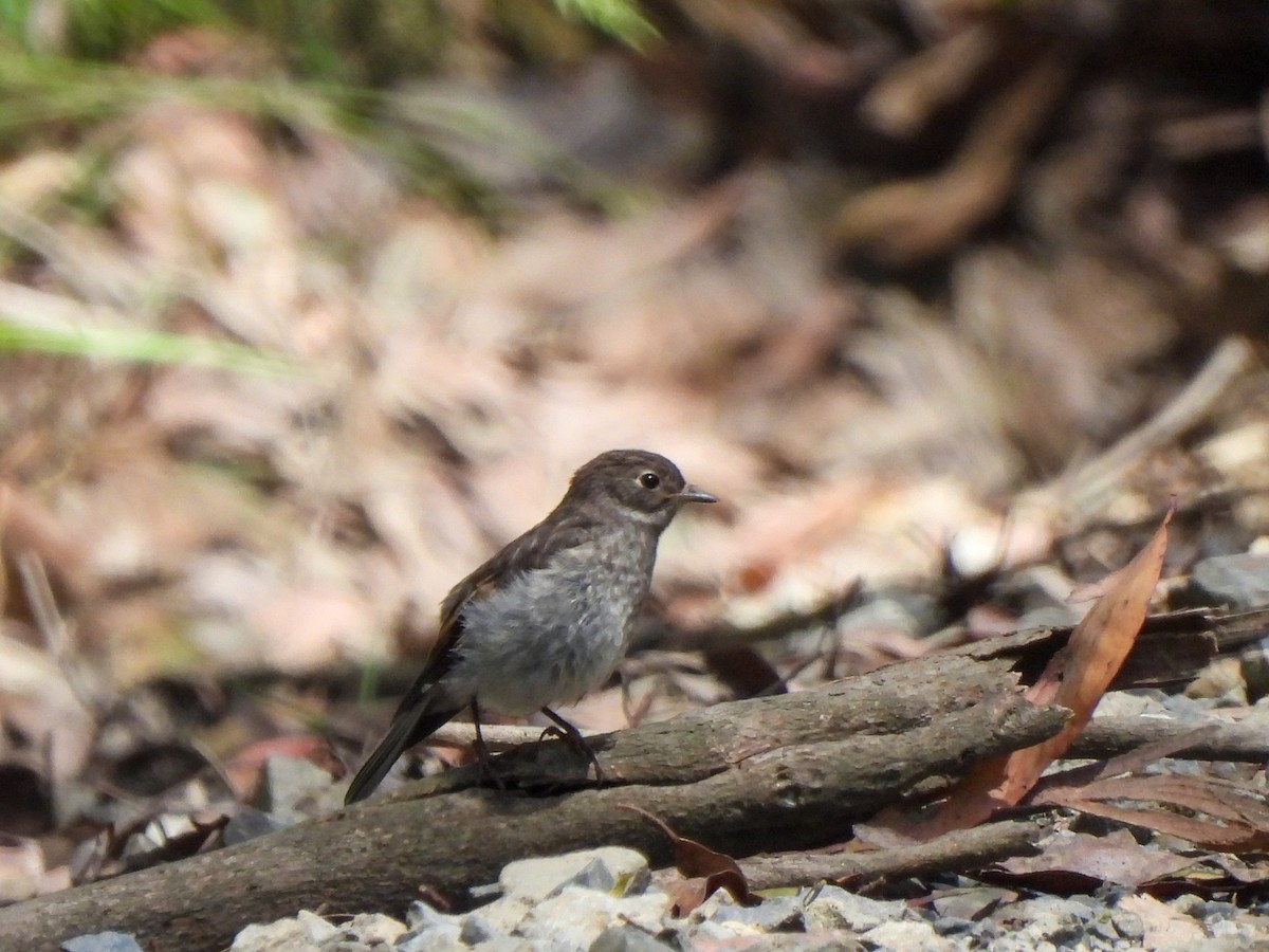 Flame Robin - ML613159633