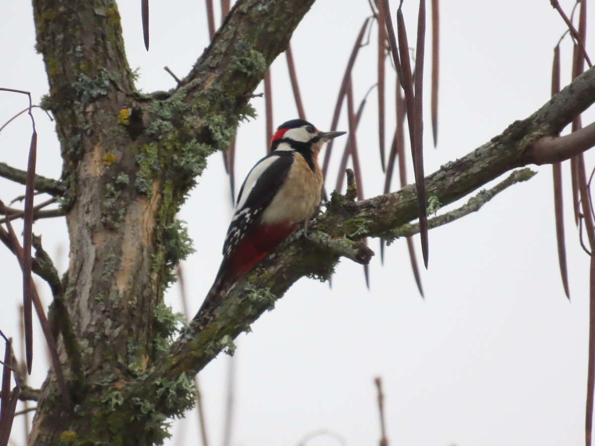 Great Spotted Woodpecker - ML613159640