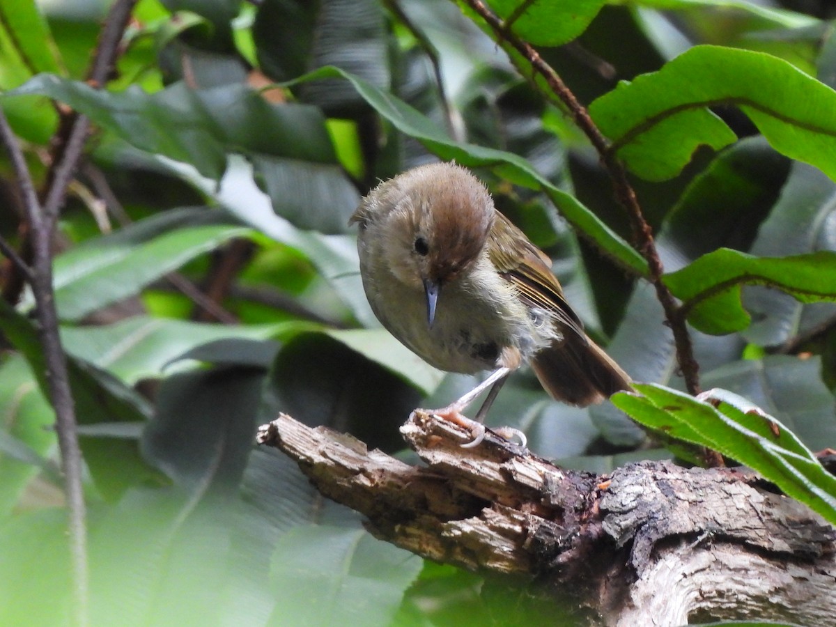 Large-billed Scrubwren - Jax Chen