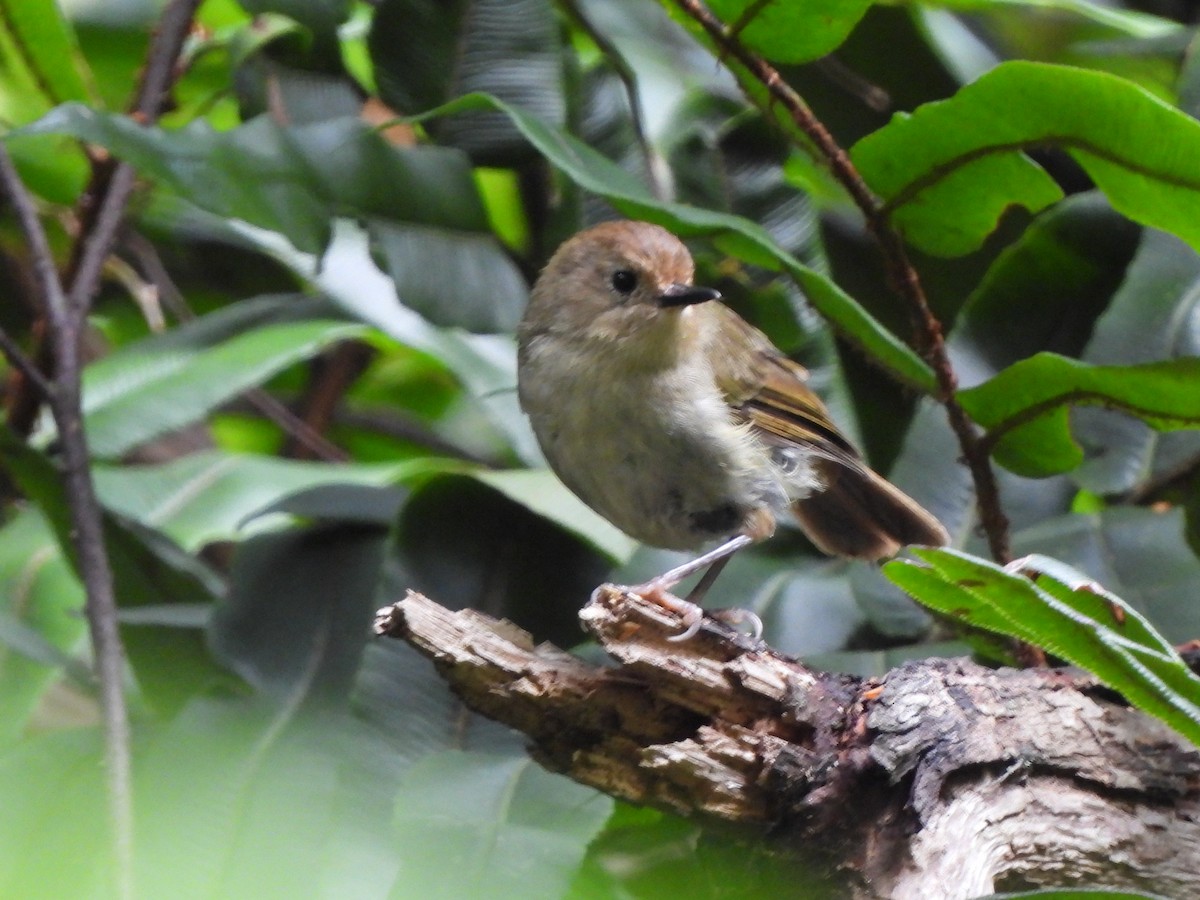 Large-billed Scrubwren - Jax Chen