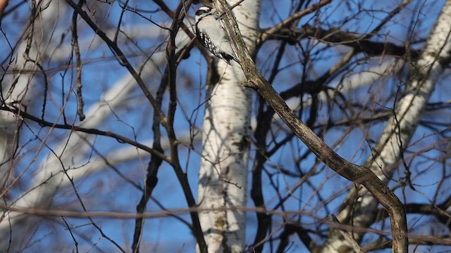 Downy Woodpecker - ML613159643