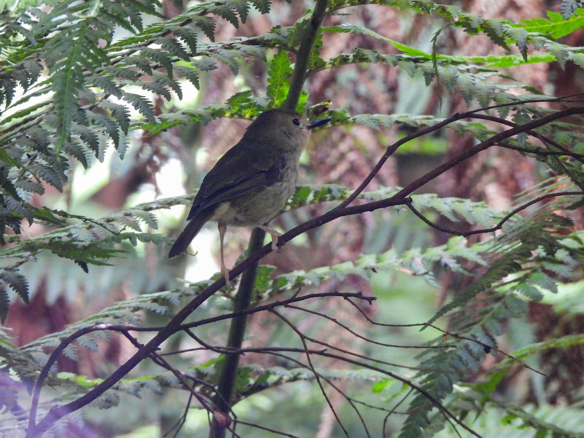 Large-billed Scrubwren - Jax Chen