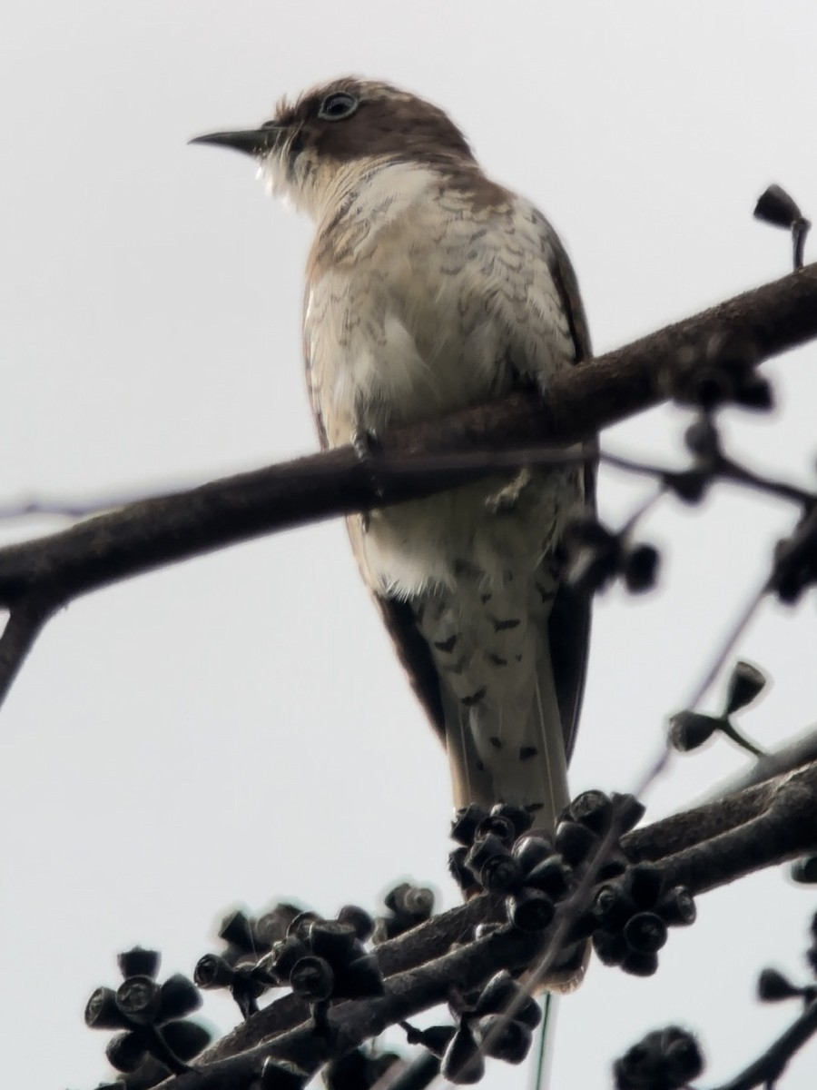 Klaas's Cuckoo - ML613159653