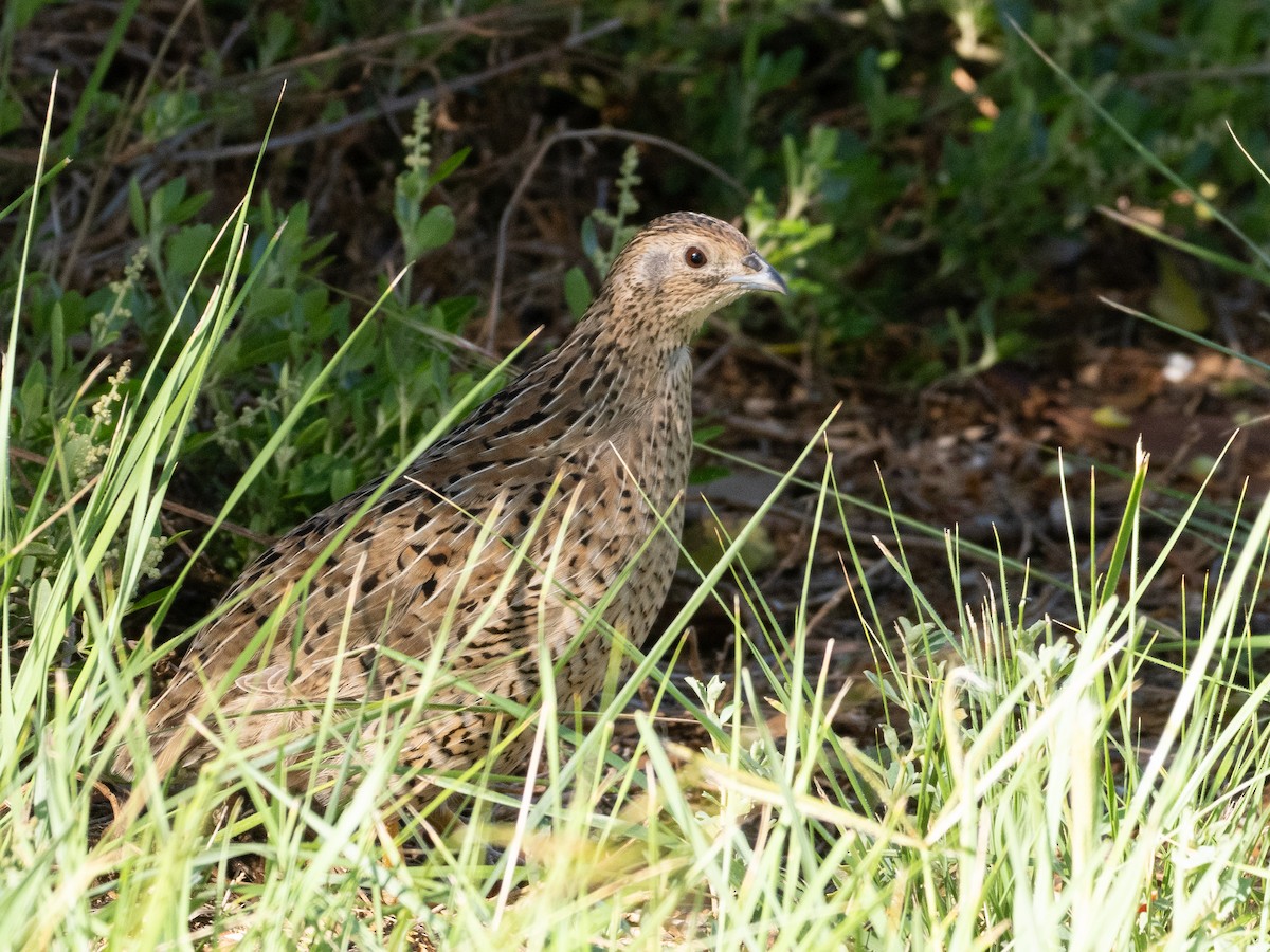 Brown Quail - ML613159655