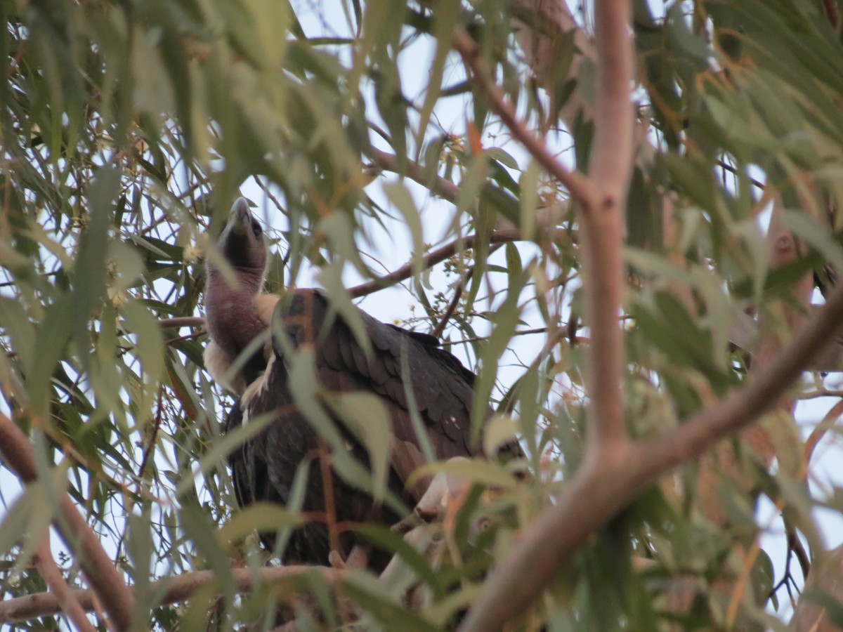 White-rumped Vulture - ML613159658