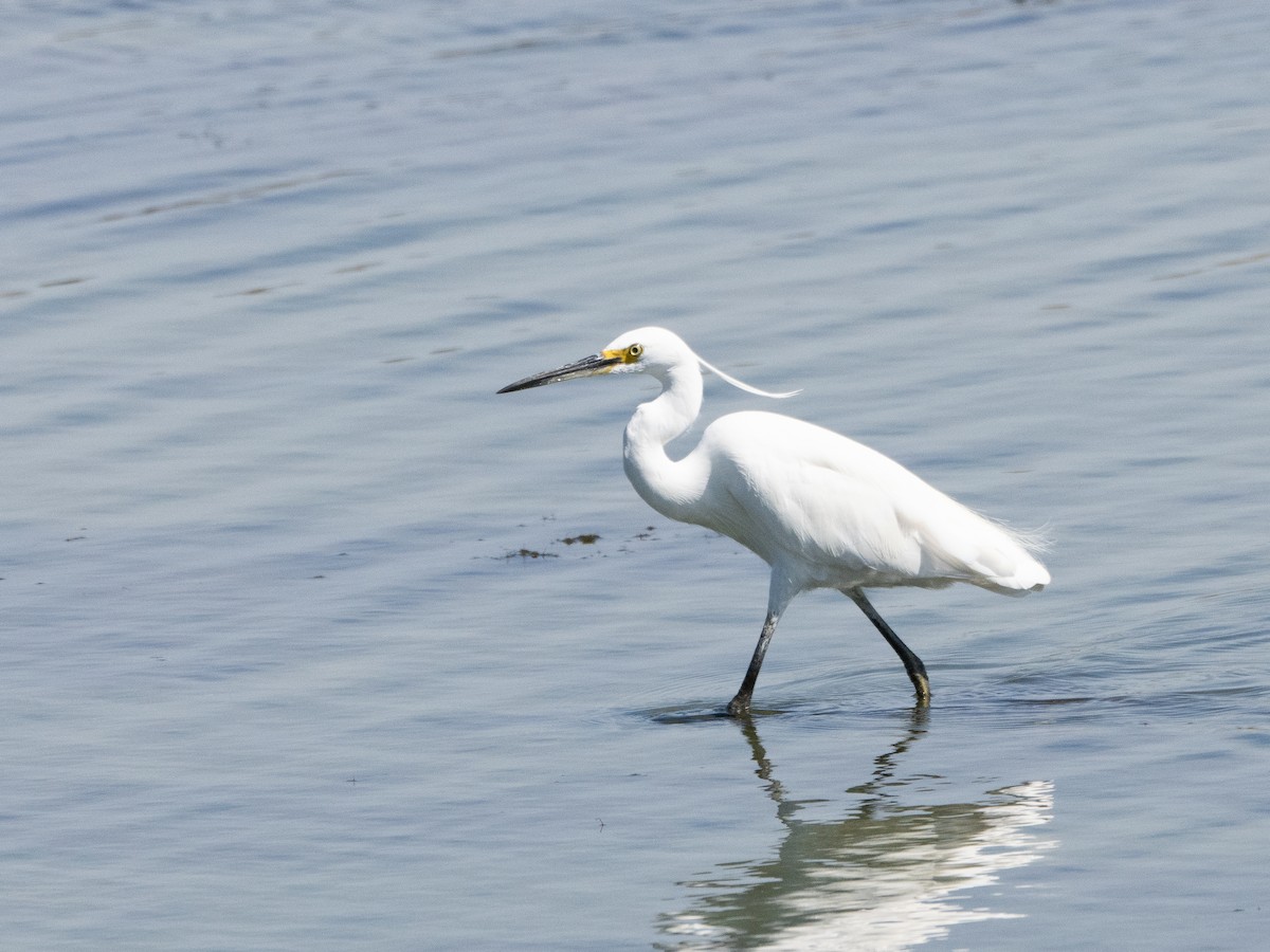 Little Egret - ML613159665
