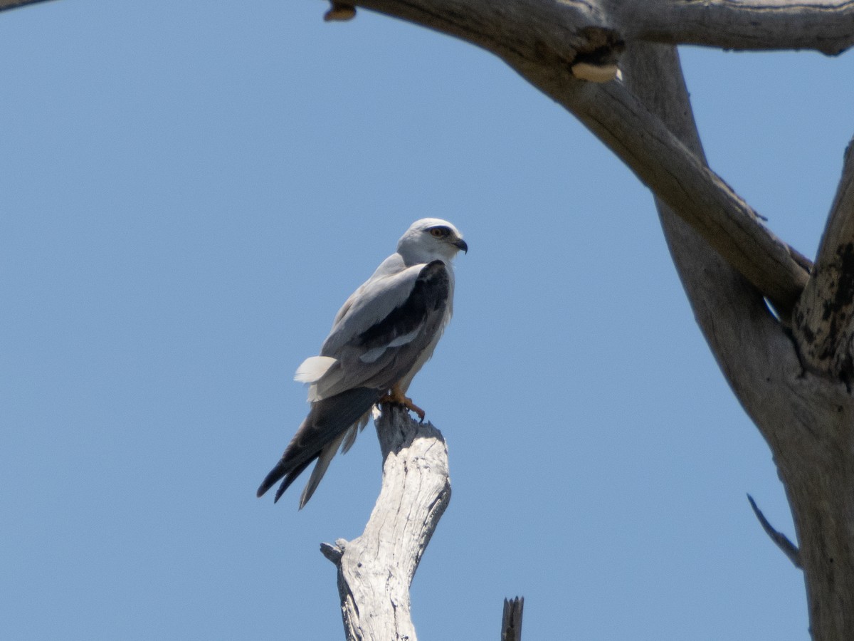 Black-shouldered Kite - ML613159669