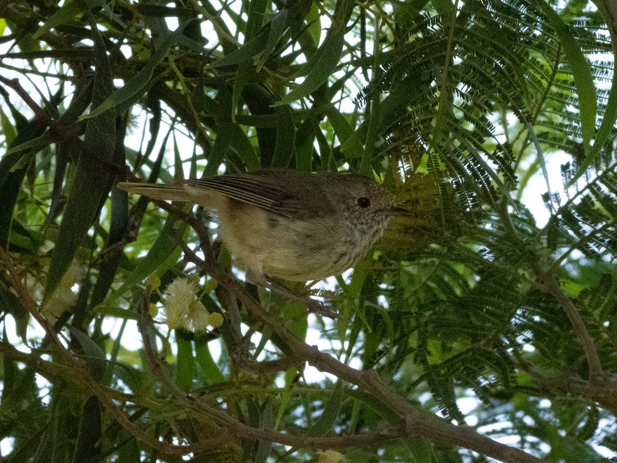 Brown Thornbill - ML613159693