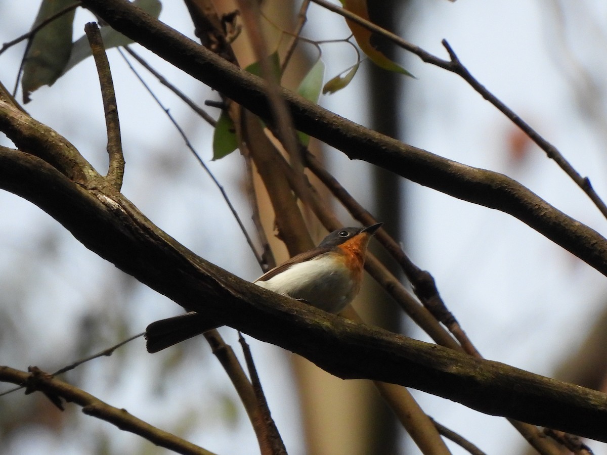 Satin Flycatcher - ML613159694