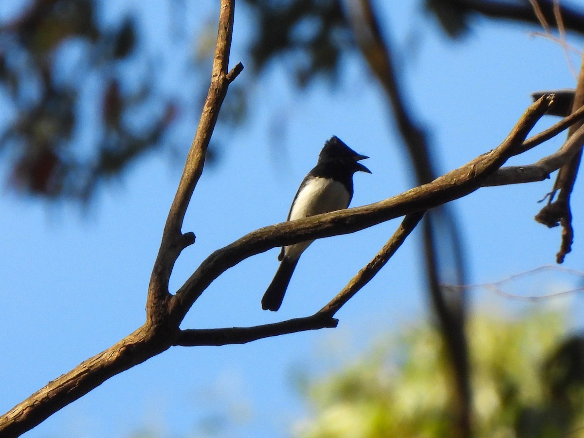 Satin Flycatcher - Jax Chen