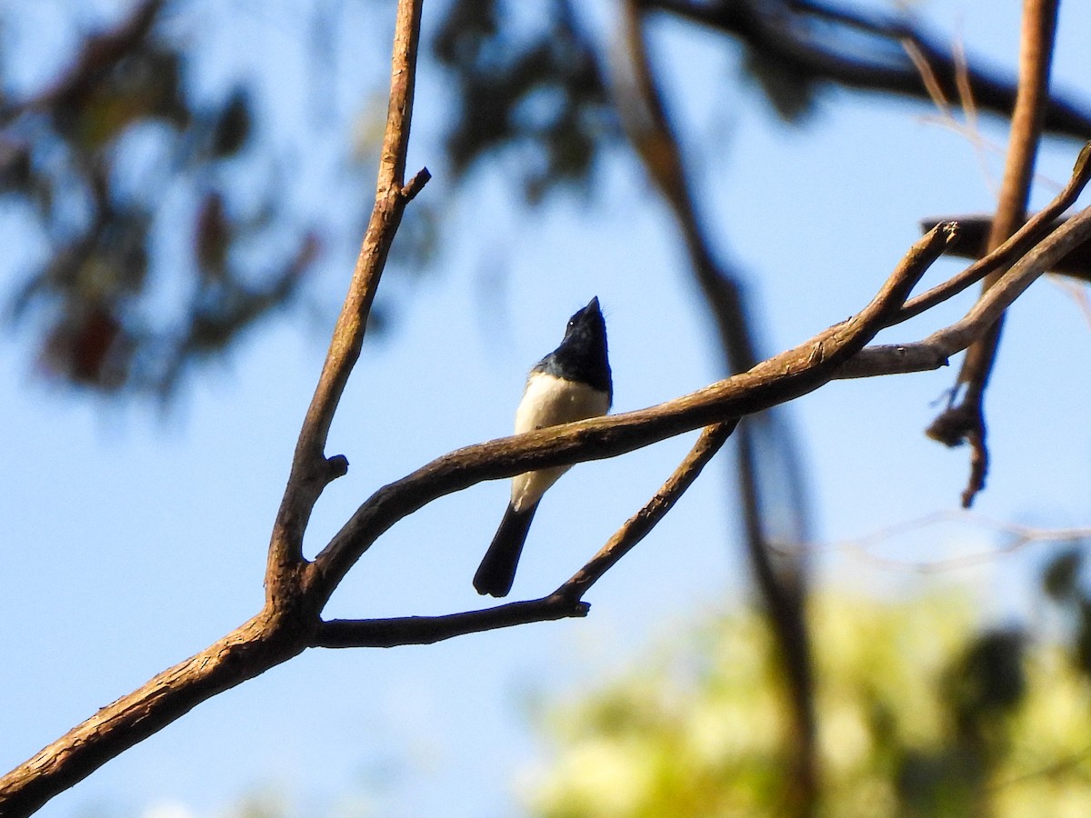 Satin Flycatcher - ML613159701