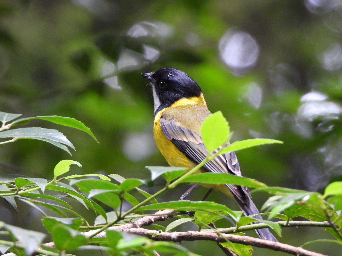 Golden Whistler - Jax Chen