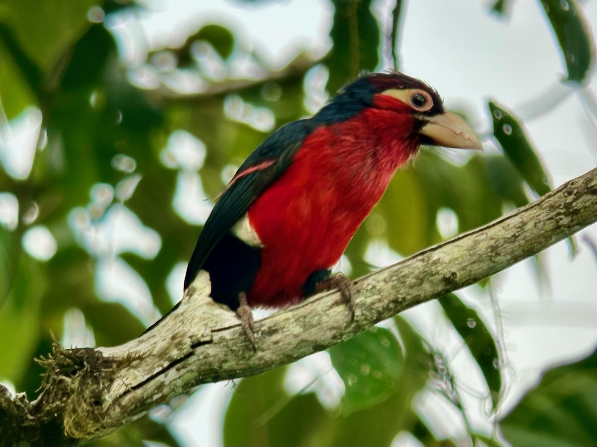 Double-toothed Barbet - ML613159738