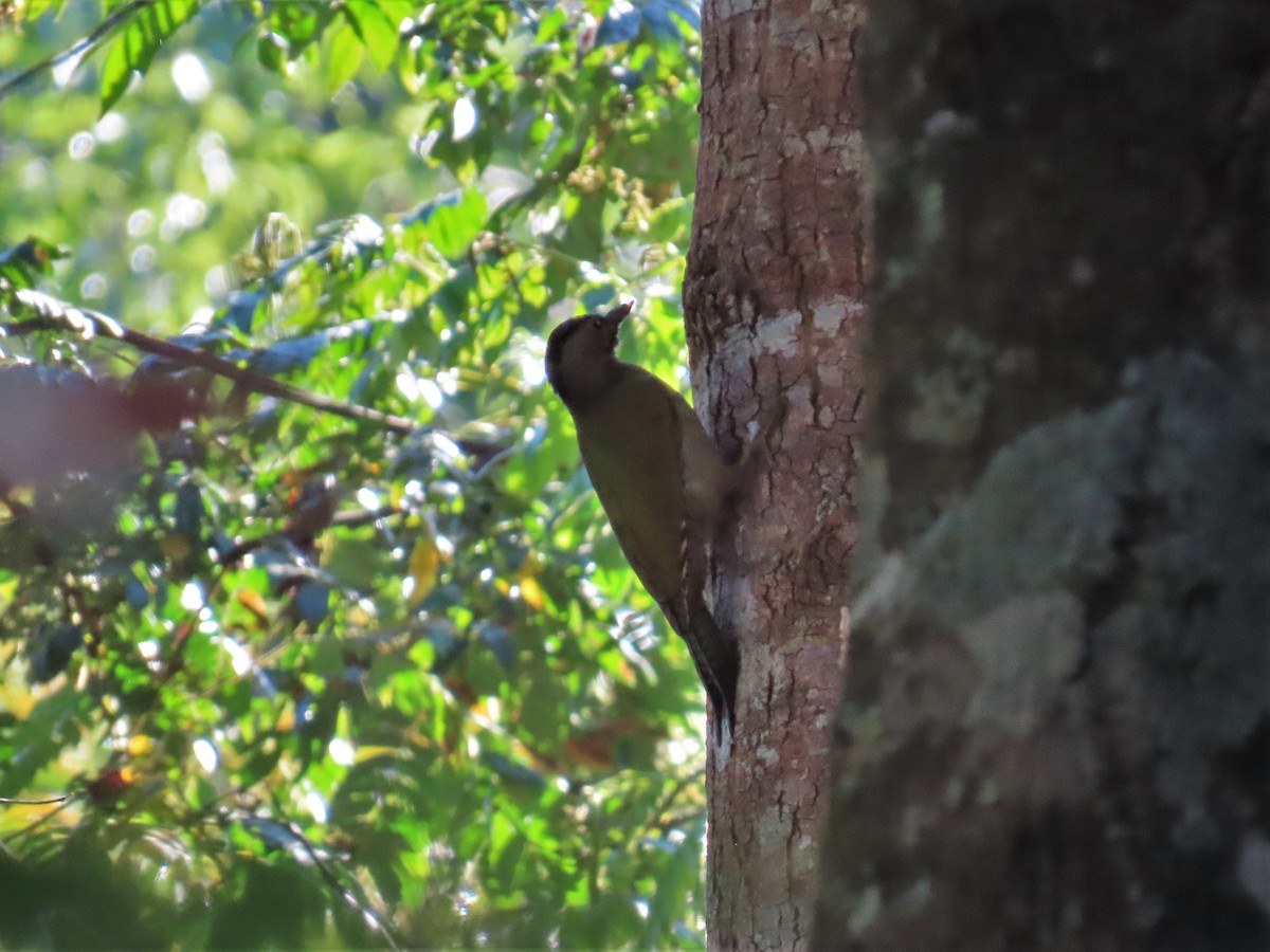 Gray-headed Woodpecker - ML613159799