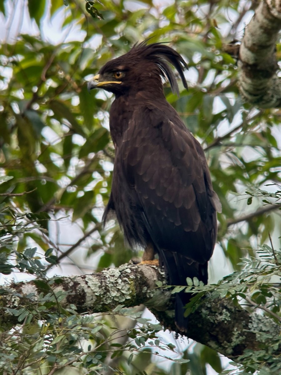 Long-crested Eagle - ML613159876