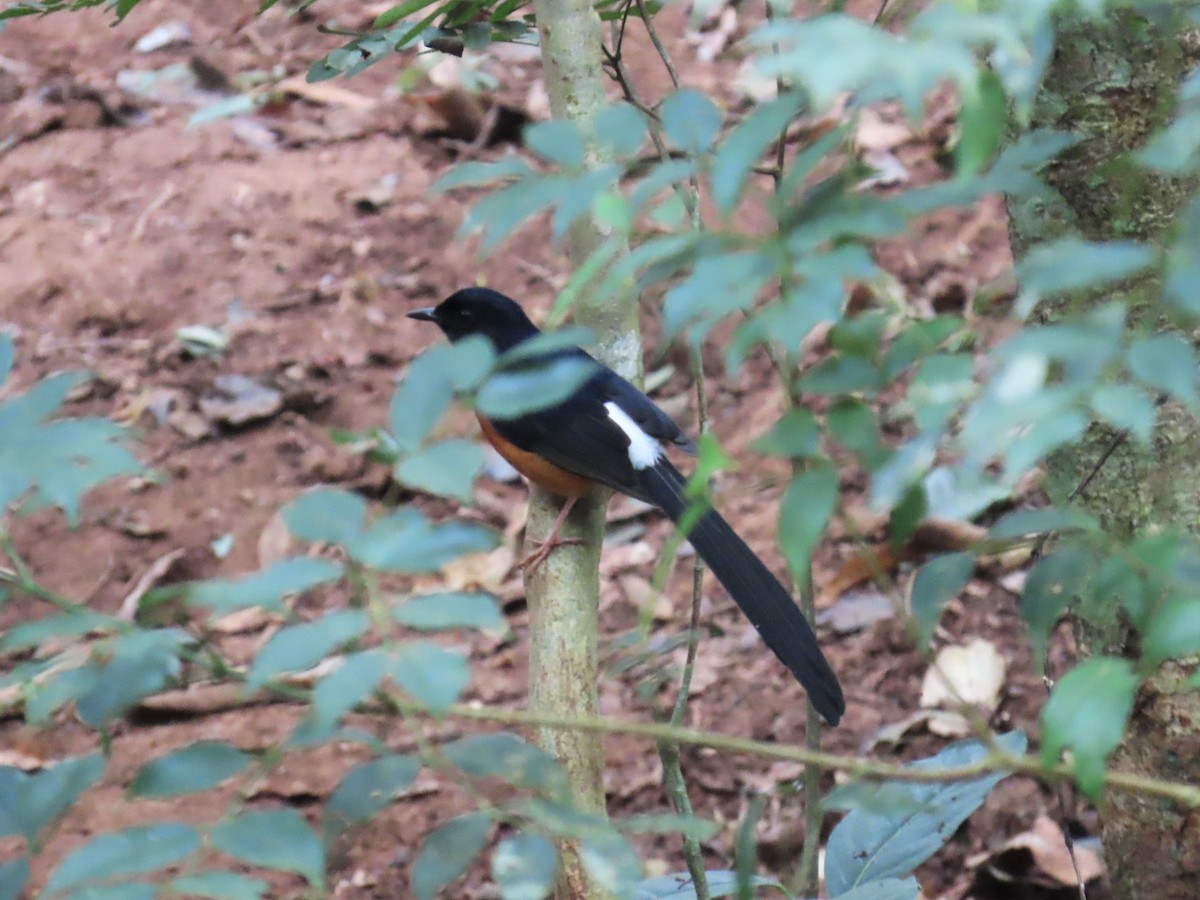 White-rumped Shama - ML613159906