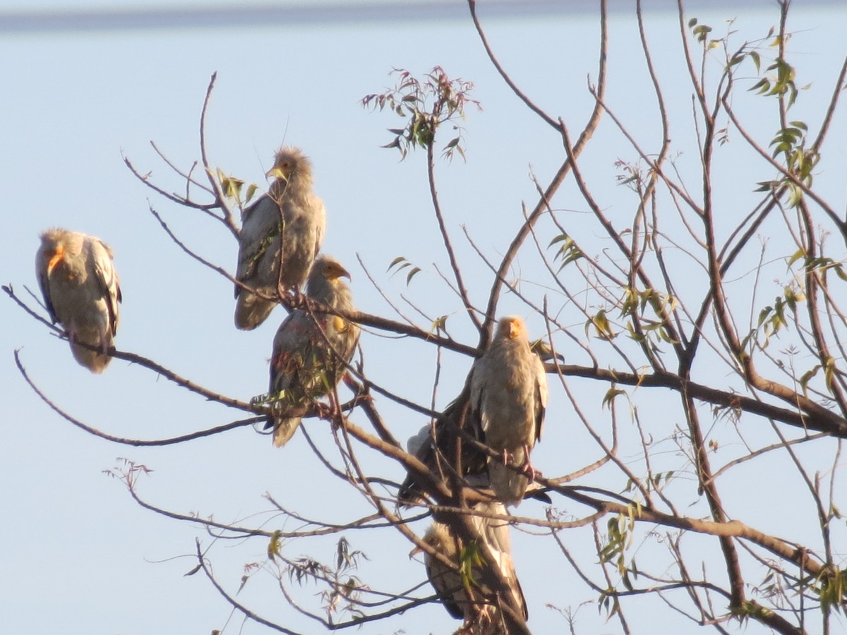 Egyptian Vulture - ML613159914