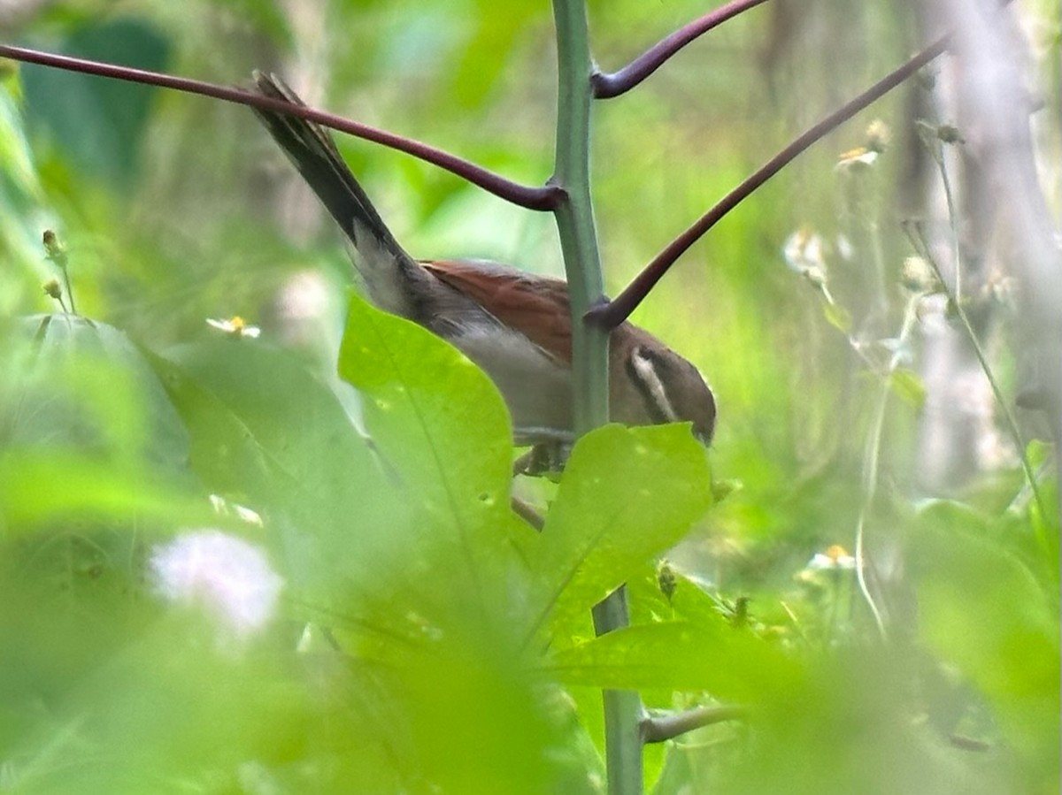 Brown-crowned Tchagra - ML613159919