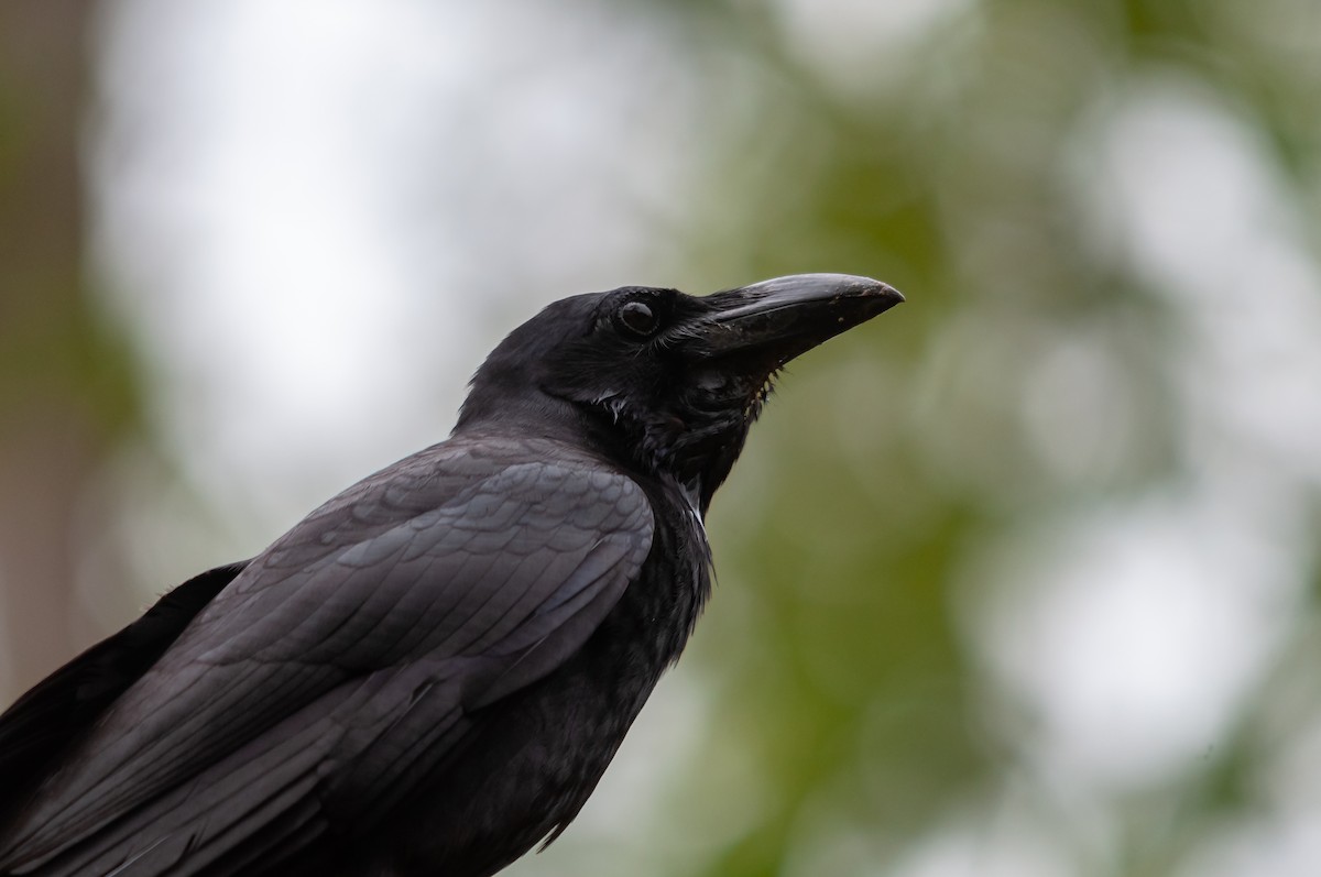 Large-billed Crow - ML613160011