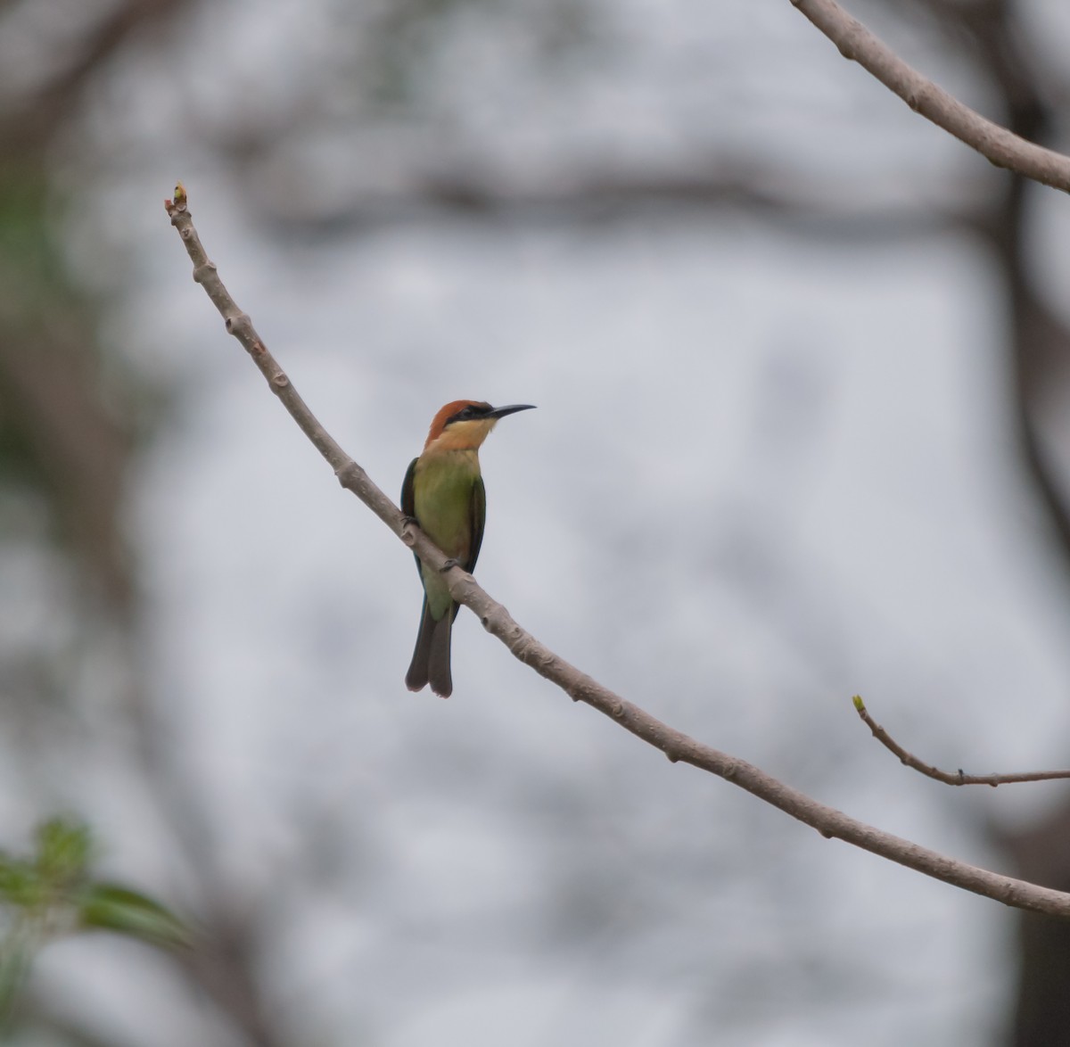 Chestnut-headed Bee-eater - ML613160015