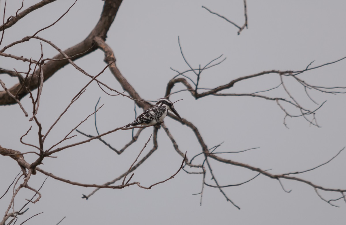 Pied Kingfisher - Arun Raghuraman