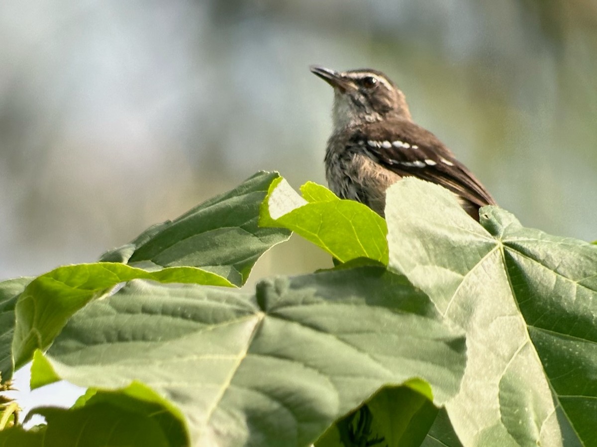 Brown-backed Scrub-Robin - Jeff Bouton