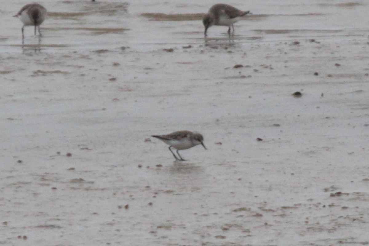 Little Stint - ML613160075