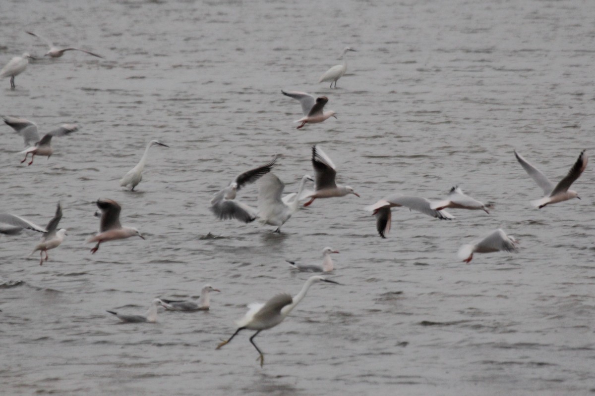 Slender-billed Gull - ML613160078