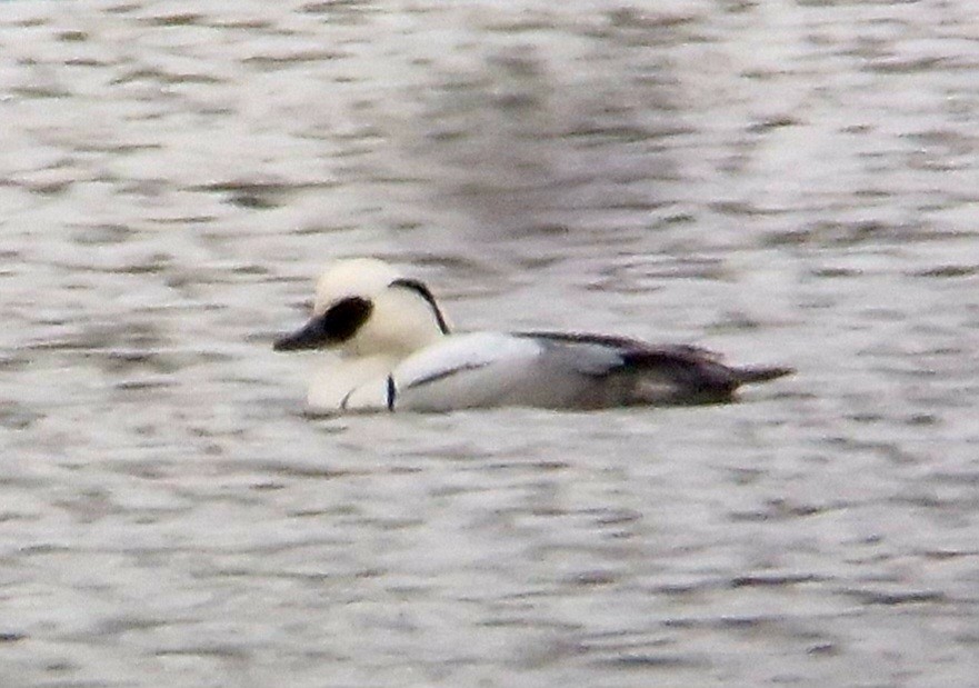 Smew - ML613160136