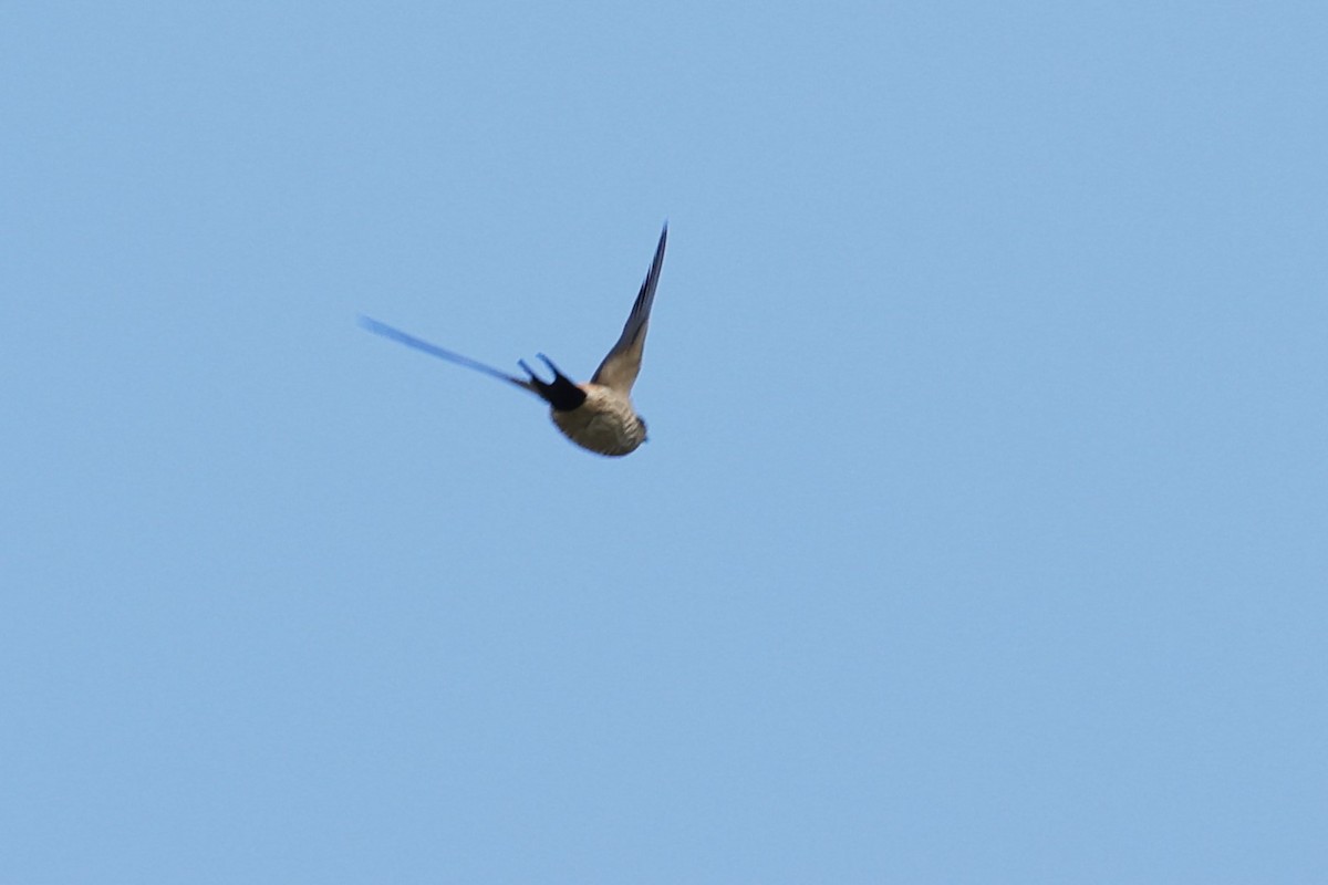 Striated Swallow - ML613160174