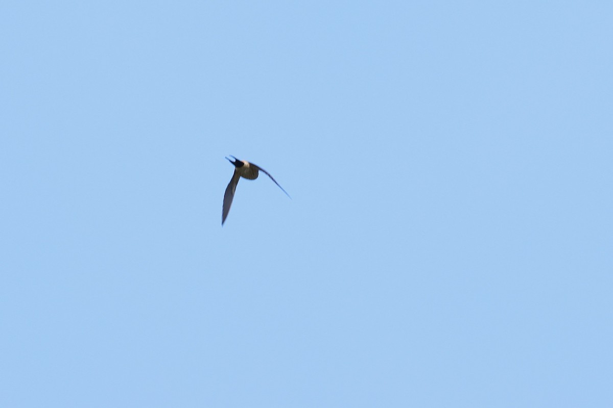 Striated Swallow - ML613160175